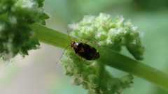 Liocoris tripustulatus