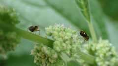 Liocoris tripustulatus