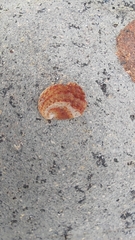 Bostrycapulus aculeatus