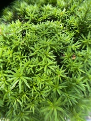 Taxus
