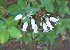 Silene csereii