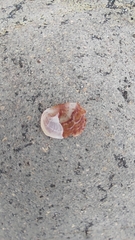 Bostrycapulus aculeatus