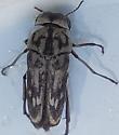 Yakuhananomia bidentata