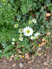 Tanacetum parthenium