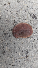 Bostrycapulus aculeatus