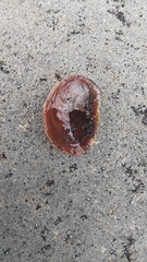 Bostrycapulus aculeatus