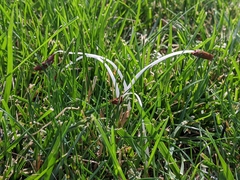 Conocybe deliquescens