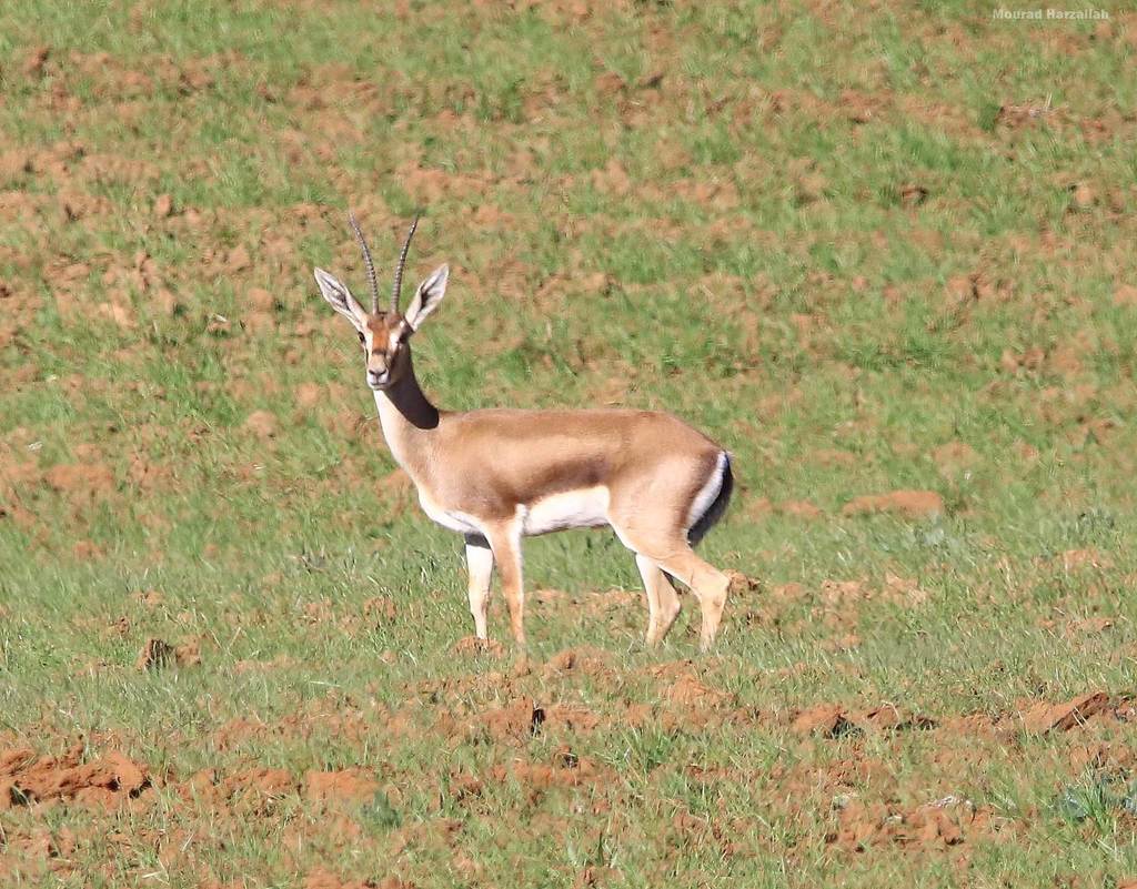 Cuvier's Gazelle