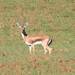 Cuvier's Gazelle - Photo (c) Mourad Harzallah, some rights reserved (CC BY), uploaded by Mourad Harzallah