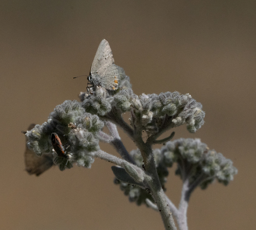 iNaturalist observation photo of California Hairstreak