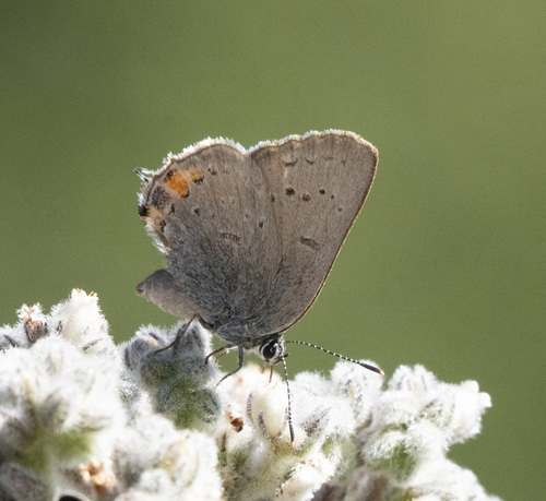 iNaturalist observation photo of California Hairstreak