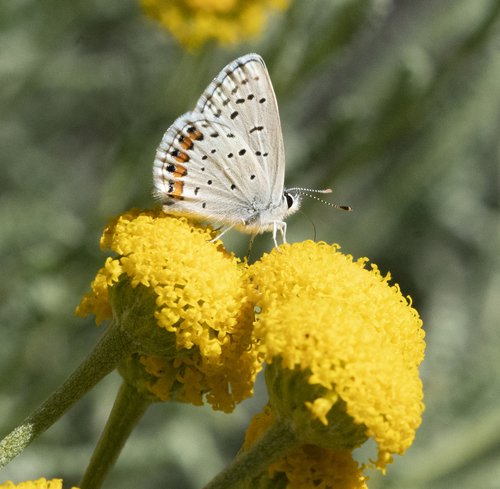 iNaturalist observation photo of Acmon Blue