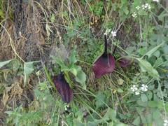 Arum dioscoridis