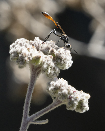 iNaturalist observation photo of Thread-waisted Sand Wasps