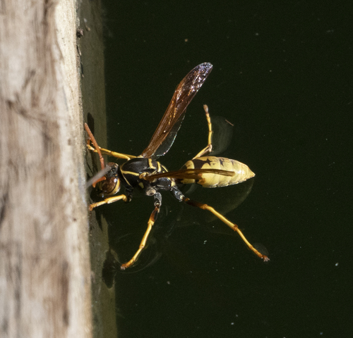 iNaturalist observation photo of Golden Paper Wasp