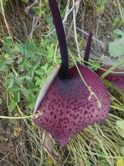 Arum dioscoridis