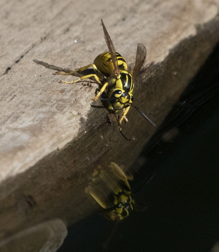 iNaturalist observation photo of California Yellowjacket