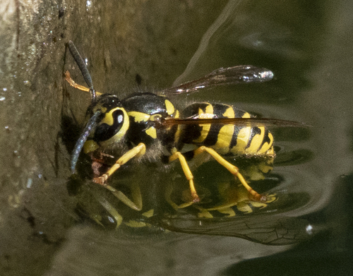 iNaturalist observation photo of Western Yellowjacket
