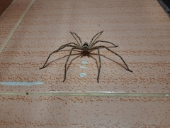 Heteropoda venatoria