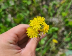 Crepis praemorsa