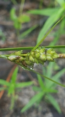 Carex tenax