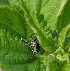 Phyllobius pomaceus