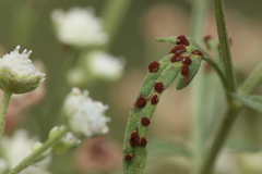 Puccinia abrupta