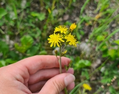 Crepis praemorsa