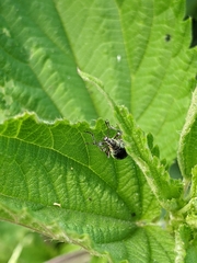 Phyllobius pomaceus