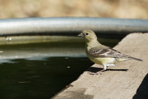 iNaturalist observation photo of Lesser Goldfinch