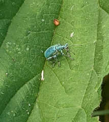 Phyllobius pomaceus