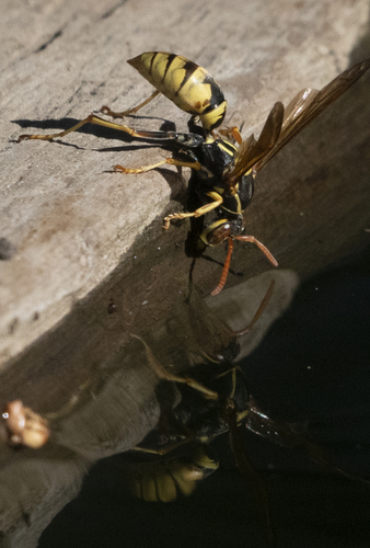 iNaturalist observation photo of Golden Paper Wasp