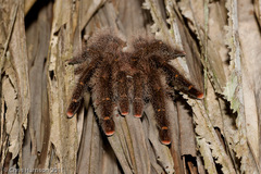 Avicularia juruensis