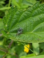 Phyllobius pomaceus