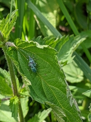 Phyllobius pomaceus