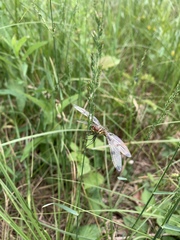 Celithemis elisa
