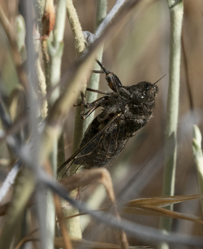 iNaturalist observation photo of Tibicinoides