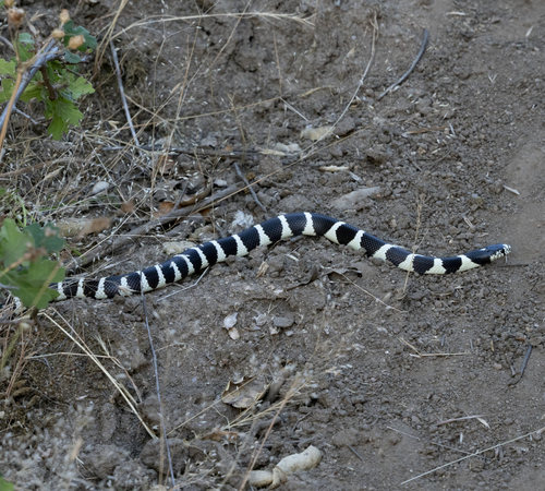 iNaturalist observation photo of California King Snake