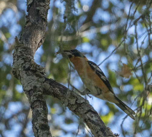 iNaturalist observation photo of Black-headed Grosbeak
