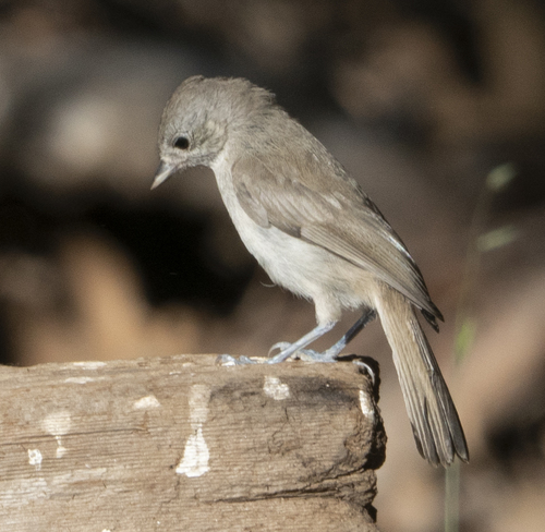 iNaturalist observation photo of Oak Titmouse