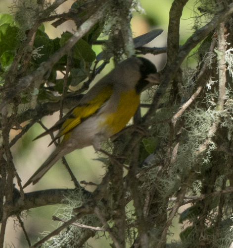 iNaturalist observation photo of Lawrence's Goldfinch