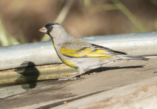iNaturalist observation photo of Lawrence's Goldfinch