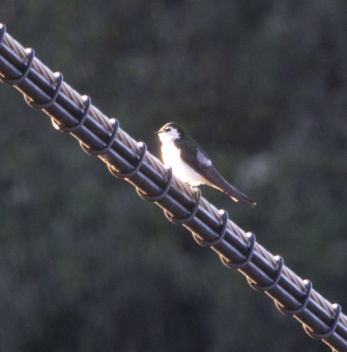 iNaturalist observation photo of Violet-green Swallow