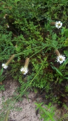 Dalea phleoides phleoides