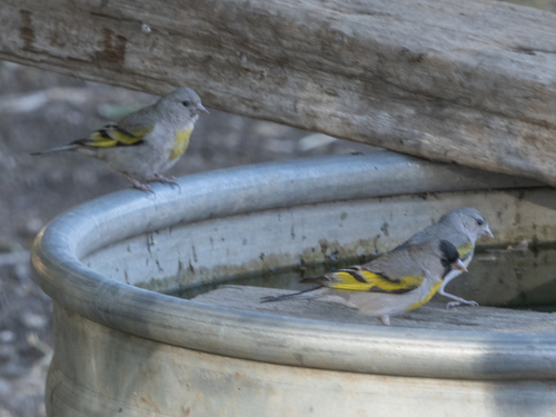 iNaturalist observation photo of Lawrence's Goldfinch
