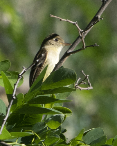 iNaturalist observation photo of Western Flycatcher