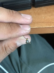 Acalymma trivittatum