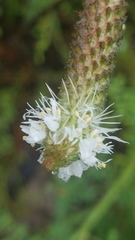 Dalea phleoides phleoides