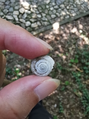 Plectotropis trichotropis