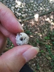 Plectotropis trichotropis